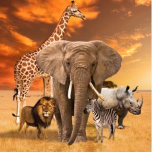 Kennard & Kennard - African Safari - 1 yard panel 0223B