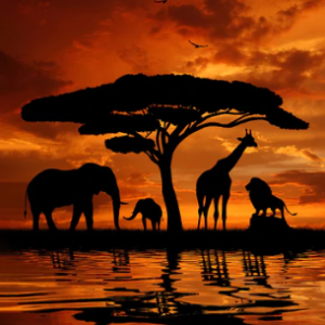 Kennard & Kennard - African Safari Sunset - 1 yard panel 0223C