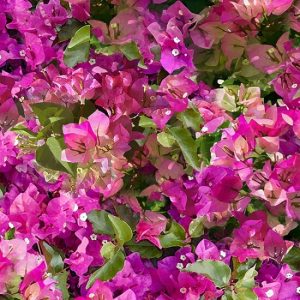 Mediterranean Escape - U5105-706-Bougainvillea
