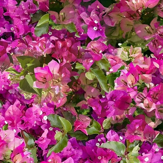 Mediterranean Escape - U5105-706-Bougainvillea