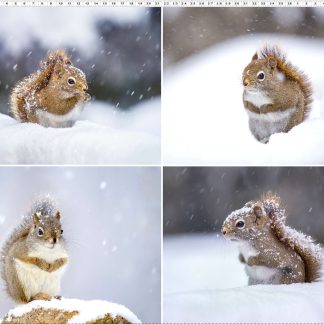 The Secret Life of Squirrels II by Nancy Rose Fat Quarter Panel