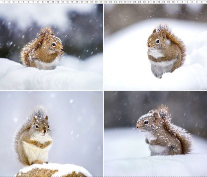 The Secret Life of Squirrels II by Nancy Rose Fat Quarter Panel